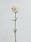 Westside Home Cream Carnation Artificial Flower