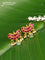 Bugadi earrings lotus design with pink jadau kundan stones and pearl & beads hanging