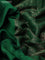 Chiniya silk saree green with plain body and woven border