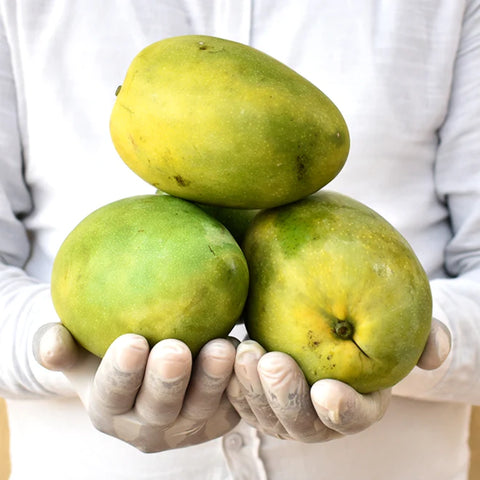Fresh Mango Dasheri, 1kg : : Grocery & Gourmet Foods