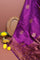 Matka Silk Purple Saree